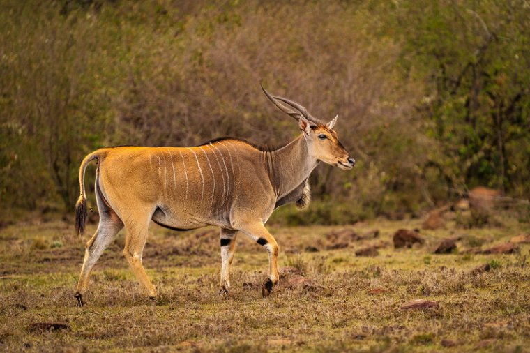 066 Masai Mara, elandantilope.jpg